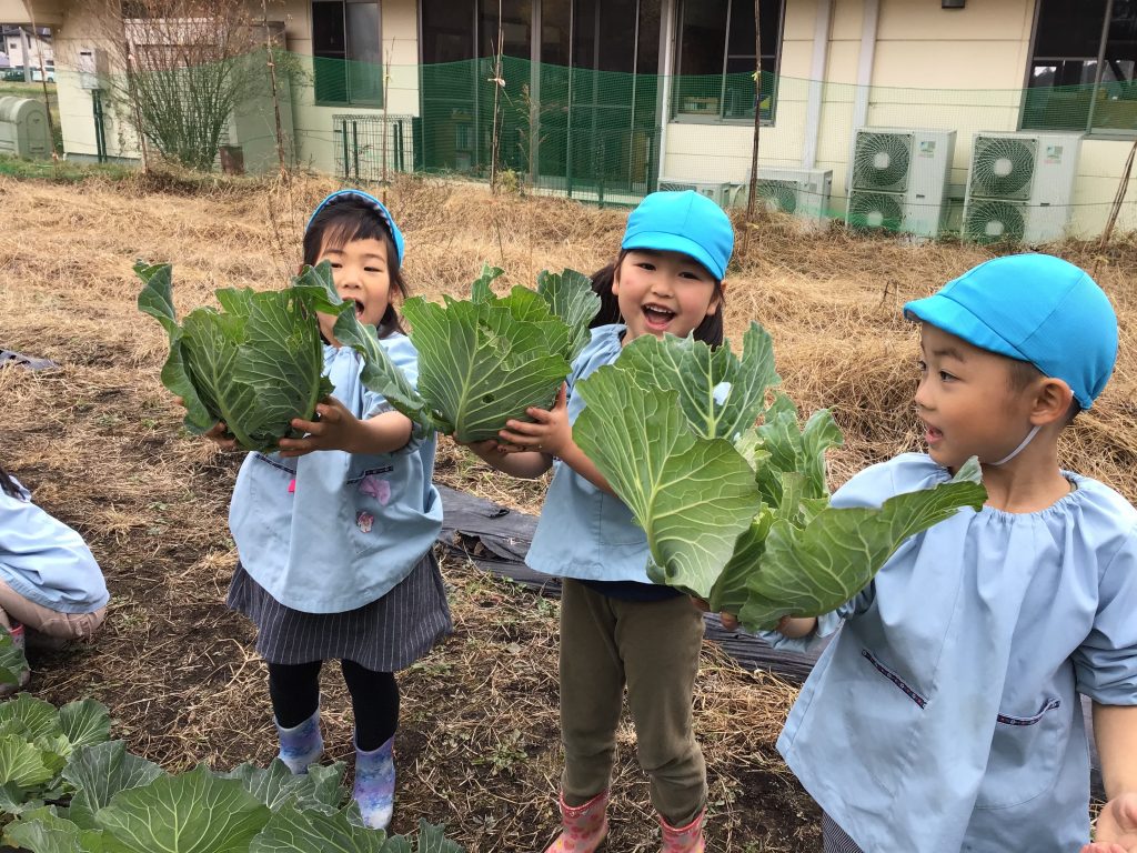 キャベツを収穫する子供たち